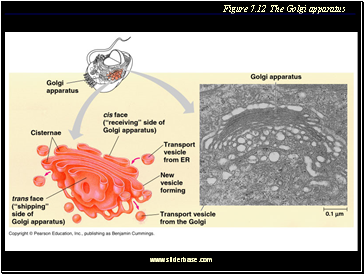 Figure 7.12 The Golgi apparatus