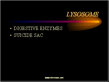 Lysosome