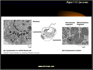 Figure 7.13 Lysosomes