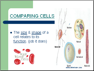 Comparing Cells