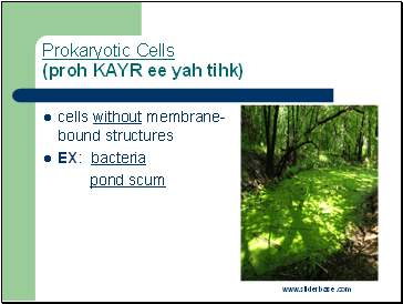 Prokaryotic Cells (proh KAYR ee yah tihk)