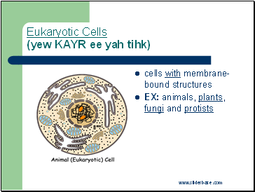 Eukaryotic Cells (yew KAYR ee yah tihk)