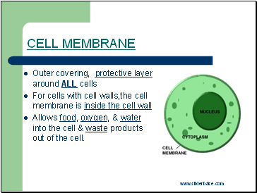 Cell Membrane