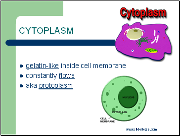 Cytoplasm