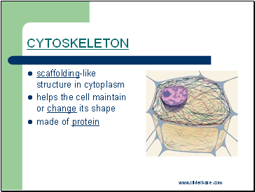 Cytoskeleton