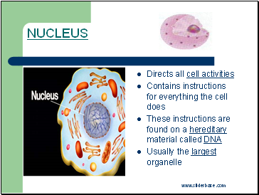 Nucleus