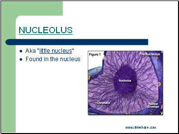 NUCLEOLUS