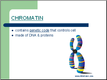 Chromatin