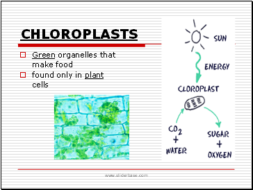 Chloroplasts