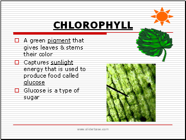 Chlorophyll