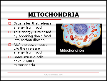 Mitochondria