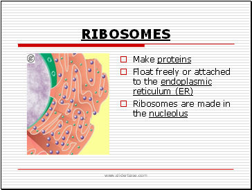 Ribosomes