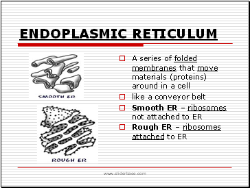 Endoplasmic Reticulum