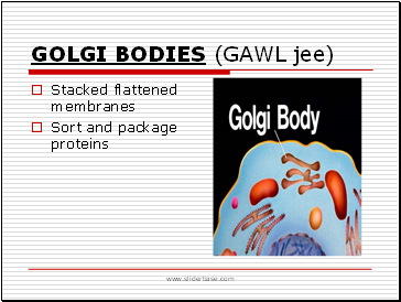 Golgi Bodies (Gawl Jee)