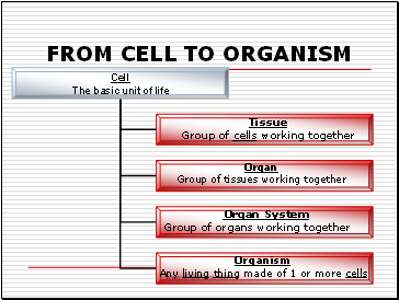 From Cell To Organism