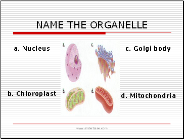 Name The Organelle