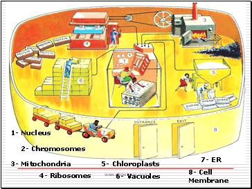 1- Nucleus