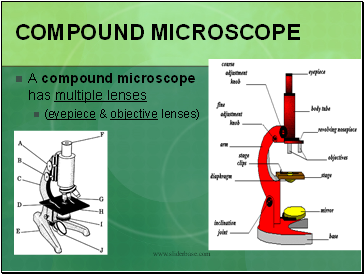 Compound Microscope