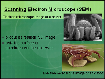 Scanning Electron Microscope (SEM)