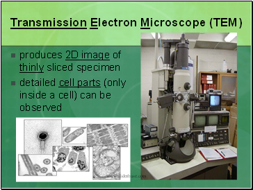 Transmission Electron Microscope (TEM)