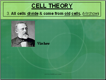 CELL THEORY 3. All cells divide & come from old cells. (Virchow)