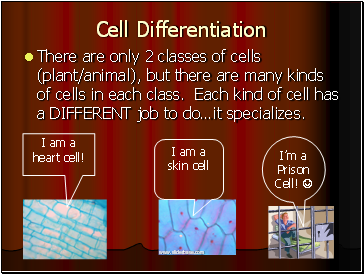 Cell Differentiation