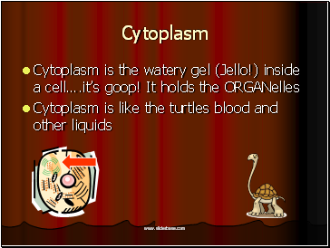 Cytoplasm