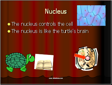 Nucleus