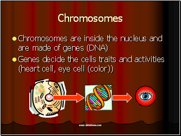 Chromosomes