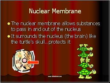 Nuclear Membrane