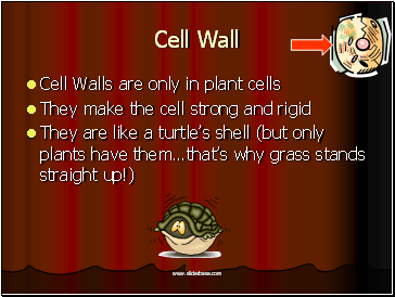 Cell Wall