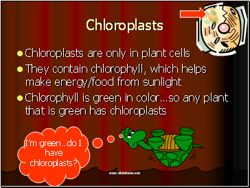 Chloroplasts