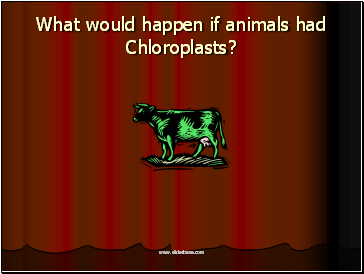 What would happen if animals had Chloroplasts?