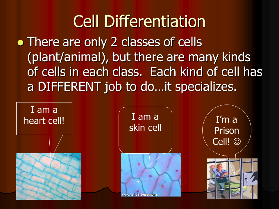 Cell Vocabulary - Presentation Cell biology