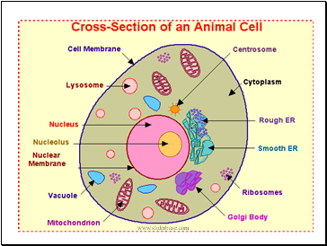 Cells