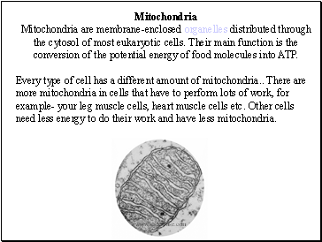 Mitochondria