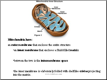Mitochondria have: