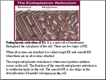 Endoplasmic reticulum (ER)- It is a network of membranes throughout the cytoplasm of the cell. There are two types of ER.