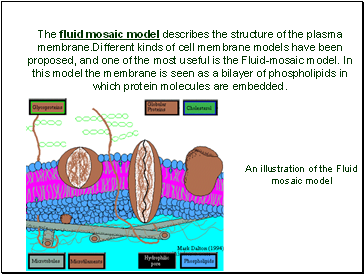 The fluid mosaic model describes the structure of the plasma membrane.Different kinds of cell membrane models have been proposed, and one of the most useful is the Fluid-mosaic model. In this model the membrane is seen as a bilayer of phospholipids in which protein molecules are embedded.
