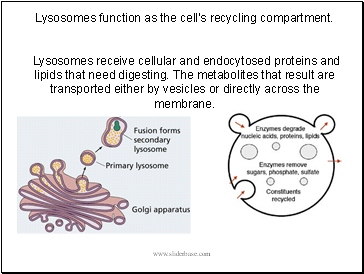 Lysosomes function as the cell's recycling compartment.