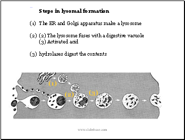 Steps in lysomal formation