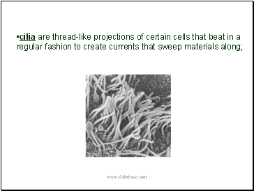 cilia are thread-like projections of certain cells that beat in a regular fashion to create currents that sweep materials along;