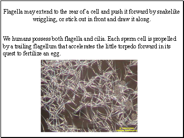 Flagella may extend to the rear of a cell and push it forward by snakelike wriggling, or stick out in front and draw it along.