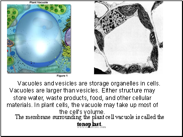 Vacuoles and vesicles are storage organelles in cells. Vacuoles are larger than vesicles. Either structure may store water, waste products, food, and other cellular materials. In plant cells, the vacuole may take up most of the cell's volume.