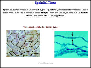 Epithelial Tissue