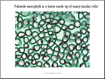 Palisade mesophyll is a tissue made up of many similar cells
