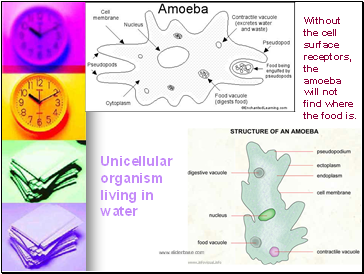 Amoeba