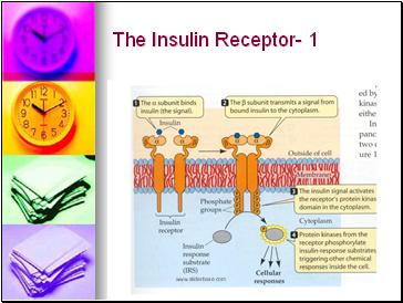 The Insulin Receptor- 1