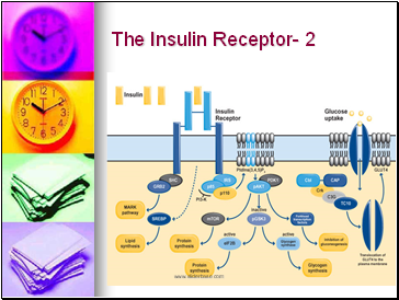 The Insulin Receptor- 2