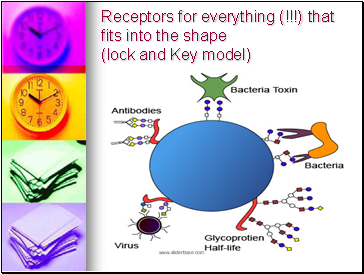 Receptors for everything (!!!) that fits into the shape (lock and Key model)
